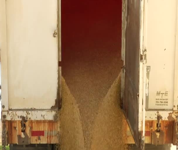 Rallentamento dello svuotamento del grano da semitruck — Video Stock