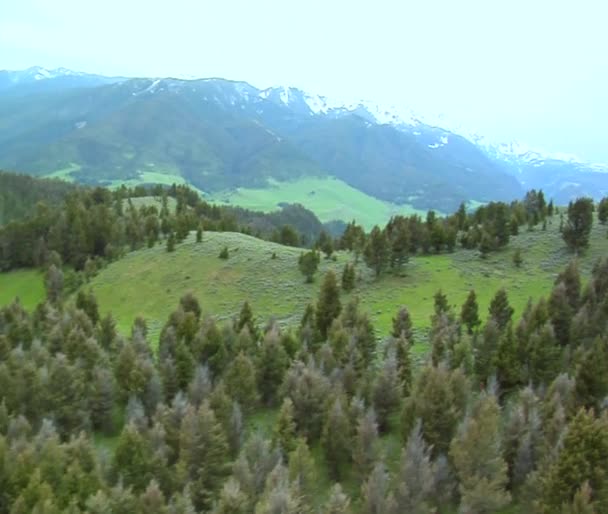 Vue aérienne des pins et de la faune dans les montagnes — Video