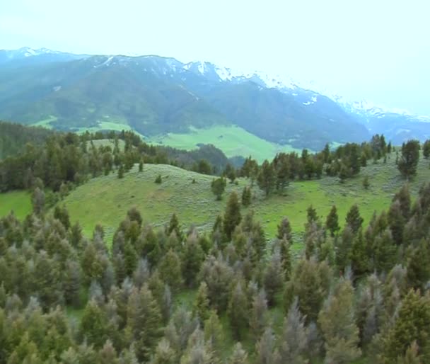 Luchtfoto van pijnbomen en wilde dieren in Bergen — Stockvideo