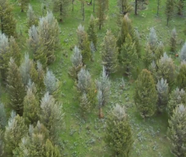 Kehidupan liar di balik pohon di hutan pinus — Stok Video