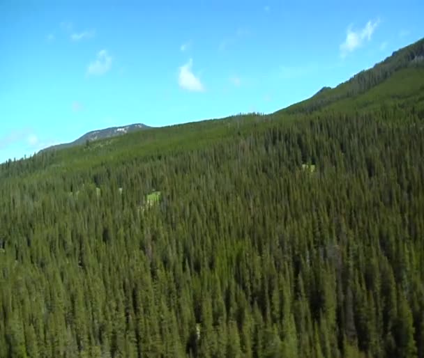 Luchtfoto van dennenbos — Stockvideo