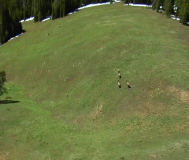 yemyeşil bir tepe Dağları'nda çalışan hayvanlar