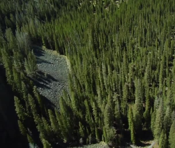 Dichte pine forest waterval — Stockvideo