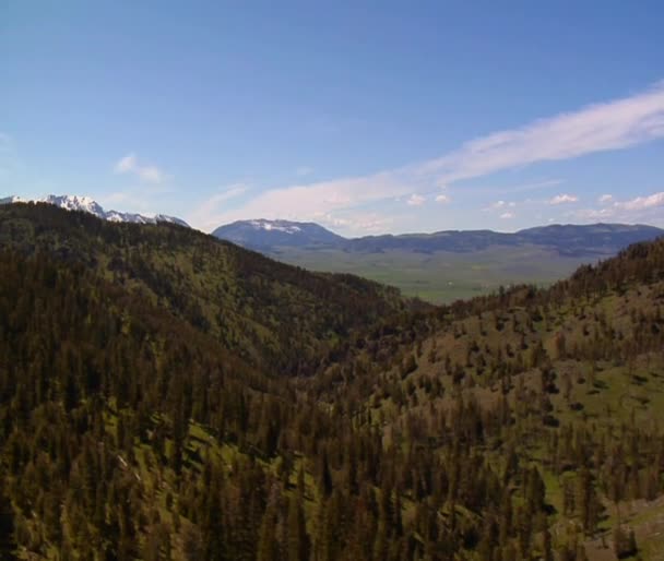 Pinos de montaña — Vídeos de Stock