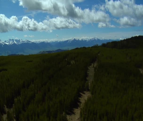 Kiefernwälder und ferne Berge — Stockvideo