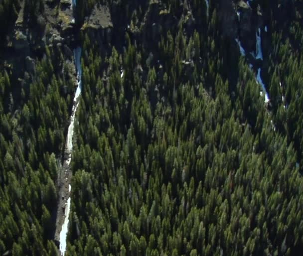 Floresta densa de pinheiros e lado rochoso da montanha — Vídeo de Stock