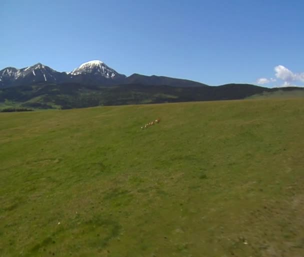 Les antilopes traversent la colline 