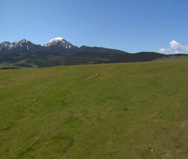 Antelopes run across hillside — Stock Video