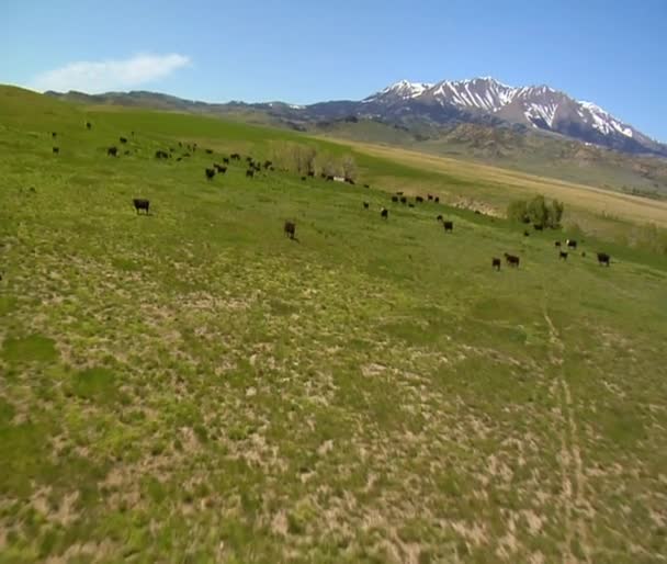 緑豊かな草が茂った草原で牛 — ストック動画