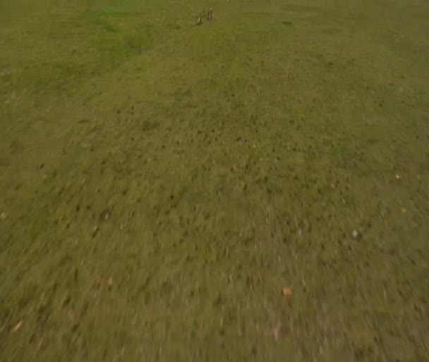 Antilopenpaar läuft über Feld — Stockvideo