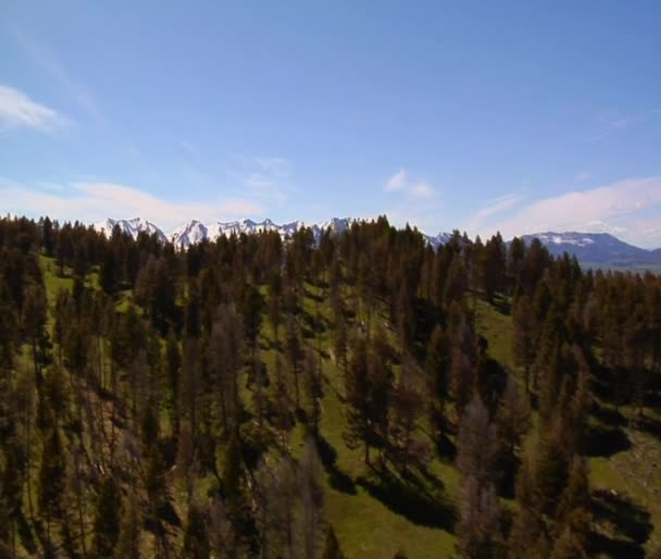 Paradise Valley Montana, pins sur les montagnes herbeuses 