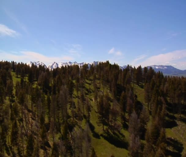 Paradise Valley Montana, pinos en las montañas cubiertas de hierba — Vídeo de stock