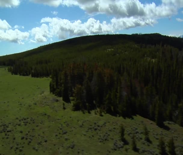 Kiefernwald und grasbewachsene Ebene — Stockvideo