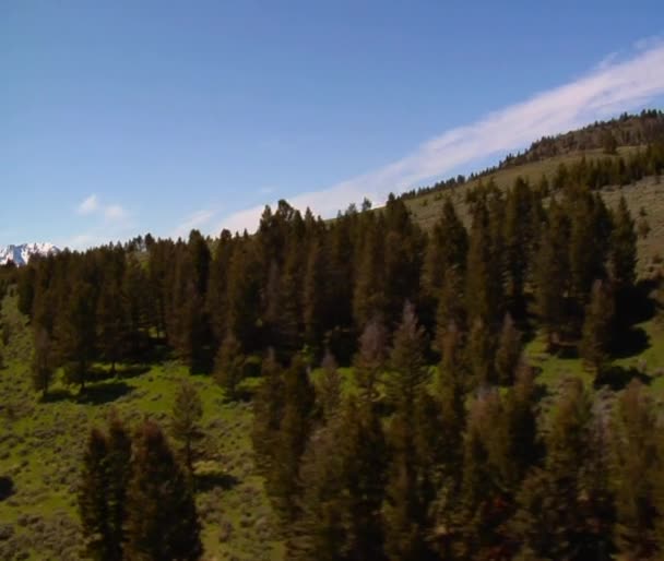 Grassy mountain meadows and pine trees — Stock Video