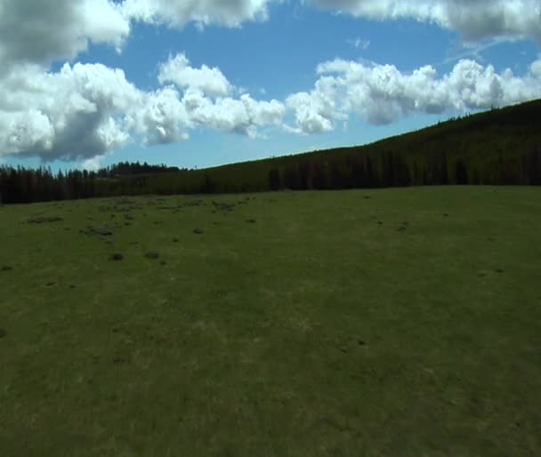モンタナ州の牧草地、松の木の森 — ストック動画