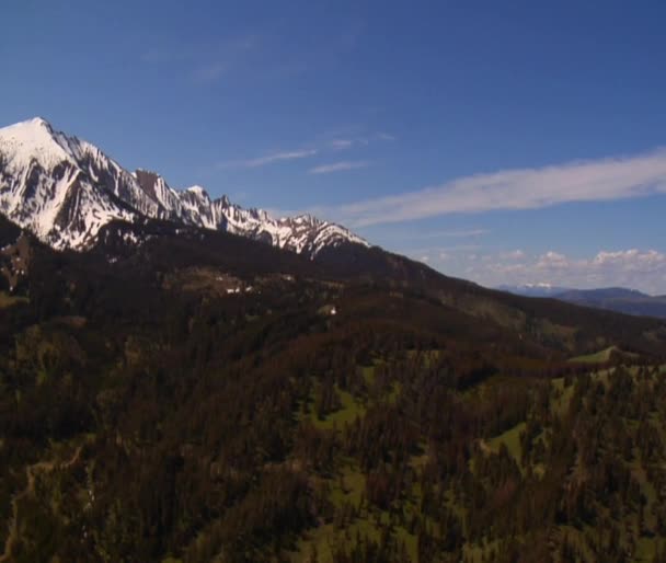 Schneebedeckte Berge und Kiefernwälder — Stockvideo