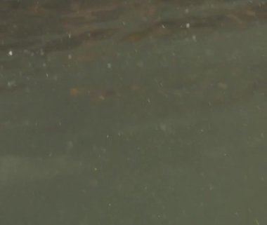 Bulanık su altı atış