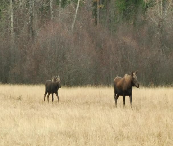 Dvě velké moose procházet pole — Stock video