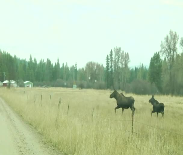 Till stora älg argt hoppa stängslet och korsa vägen — Stockvideo