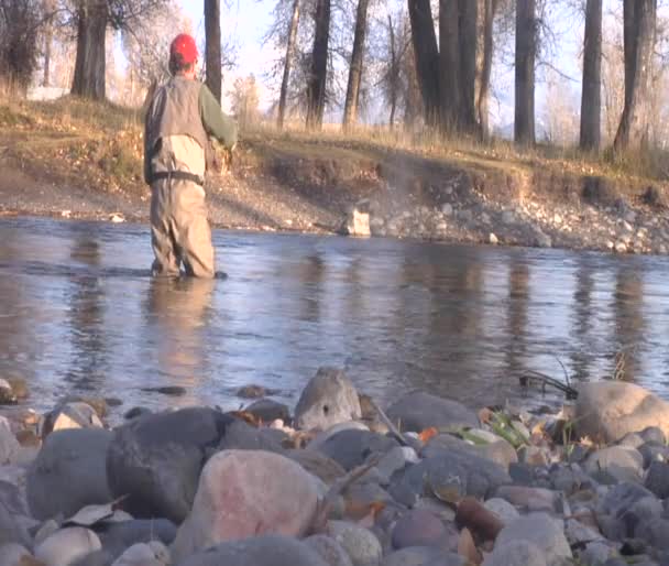 Pescador de mosca lanza intensamente en el arroyo — Vídeos de Stock