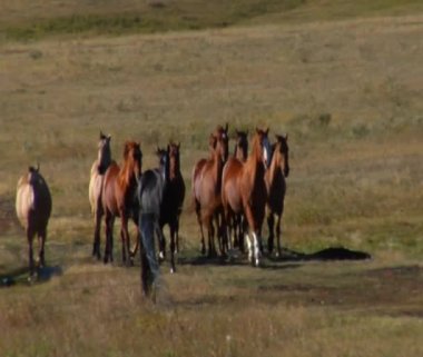Geniş tarlada çalıştırmak atlar