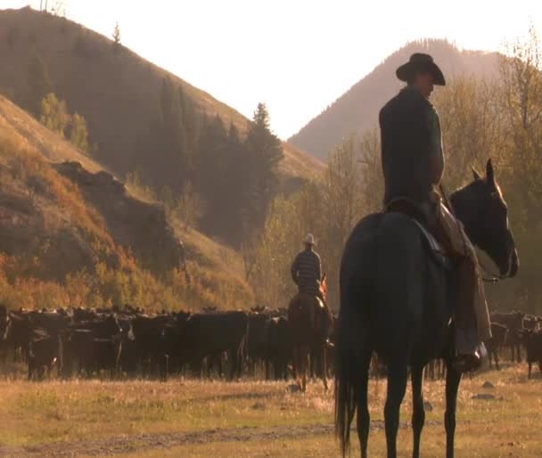 Cowboy com rebanho de gado — Vídeo de Stock