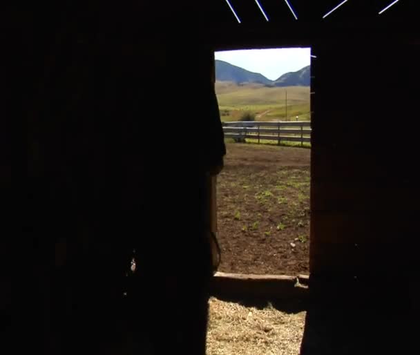 Cowboy wandelingen uit schuur — Stockvideo