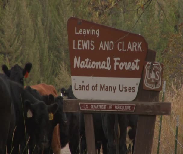 Αγελάδες και Εθνικό Δασικό σημάδι — Αρχείο Βίντεο