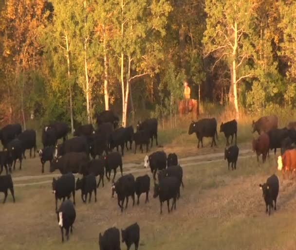 Large Valley with herd of cattle — Stock Video