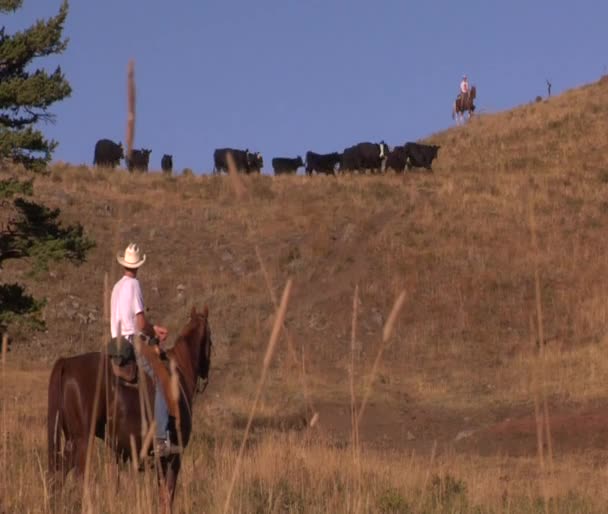 Cowboys herd cattle — Stock Video