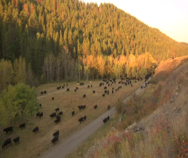 Долиною крупно з стада великої рогатої худоби — стокове відео