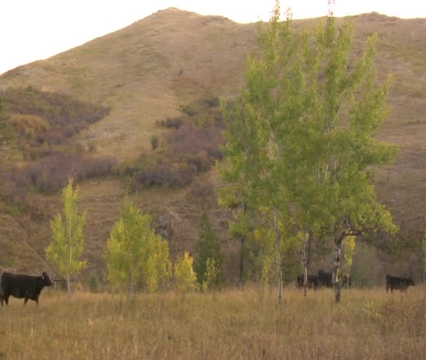 Stora dalen med flock nötkreatur — Stockvideo