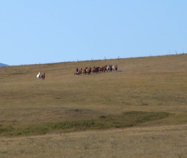 Hästar i ett brett fält — Stockvideo