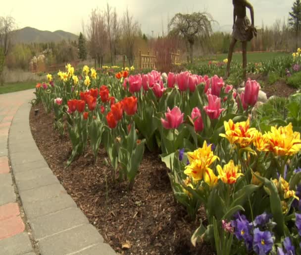 Tulpen im Park — Stockvideo