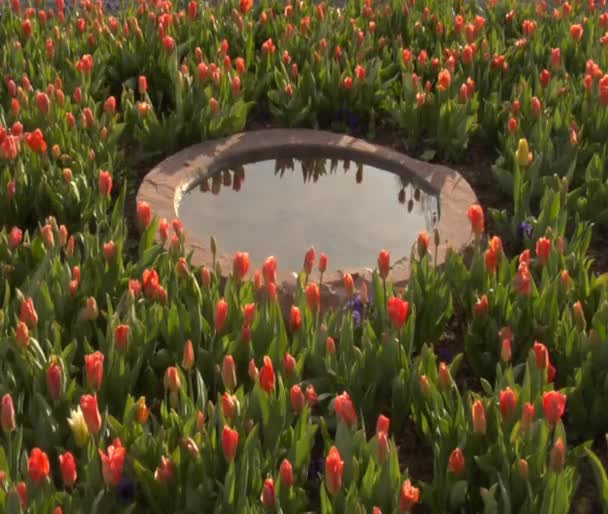 Тюльпаны в ванне для птиц — стоковое видео