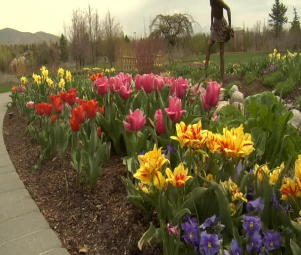 Tulpen im Park — Stockvideo