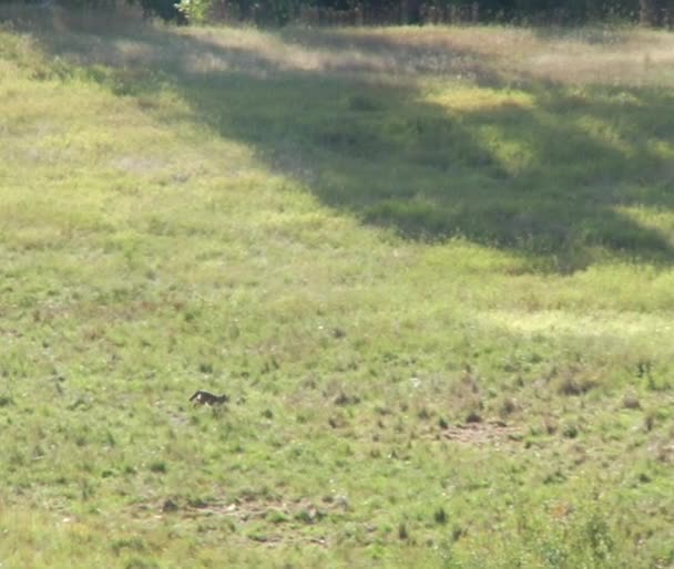 Zorros bebé exploran un prado soleado tranquilo — Vídeo de stock