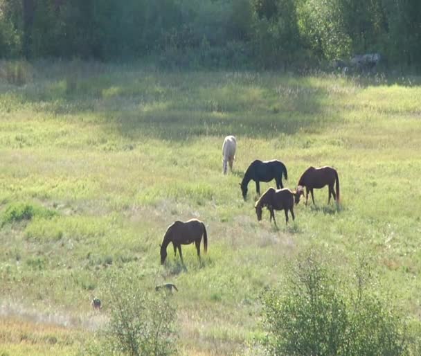 Cavalos em um pacífico pastire iluminado pelo sol — Vídeo de Stock