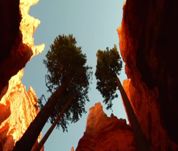 Blick nach oben in die rote Felsschlucht — Stockvideo