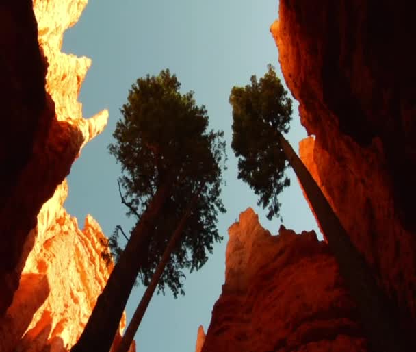 Olhando para cima na rocha vermelha Canyon — Vídeo de Stock