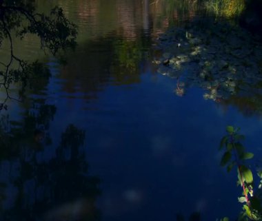 Zambak yastıkları için şelale gölet