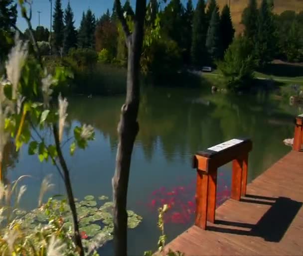 Ornate grasses and pond — Stock Video