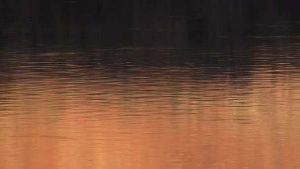Water golven bij zonsondergang — Stockvideo