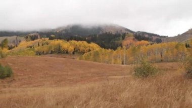 Sarı aspens ve orman