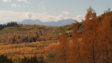 dağlar ve sarı kavak ağaçları