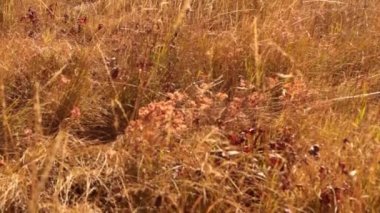 Sarı aspens ile dağ çayır
