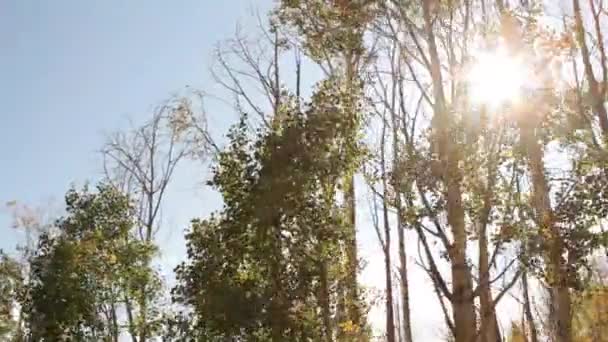 Elevador de cadeiras com chama de lente nas árvores — Vídeo de Stock