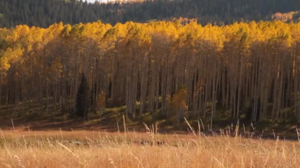 Prairie de montagne avec trembles jaunes 