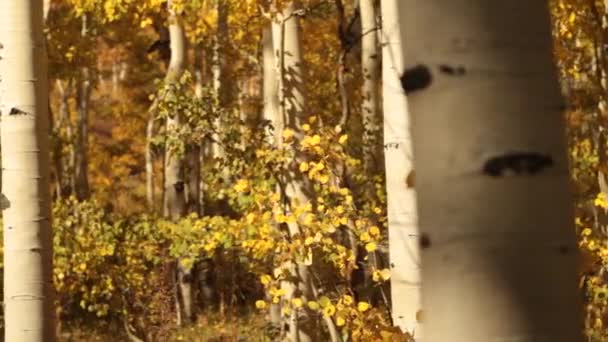 Żółty aspen grove — Wideo stockowe