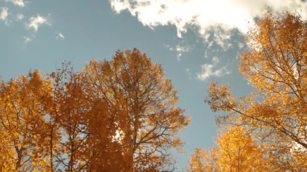 Желтые осины с солнечной вспышкой — стоковое видео